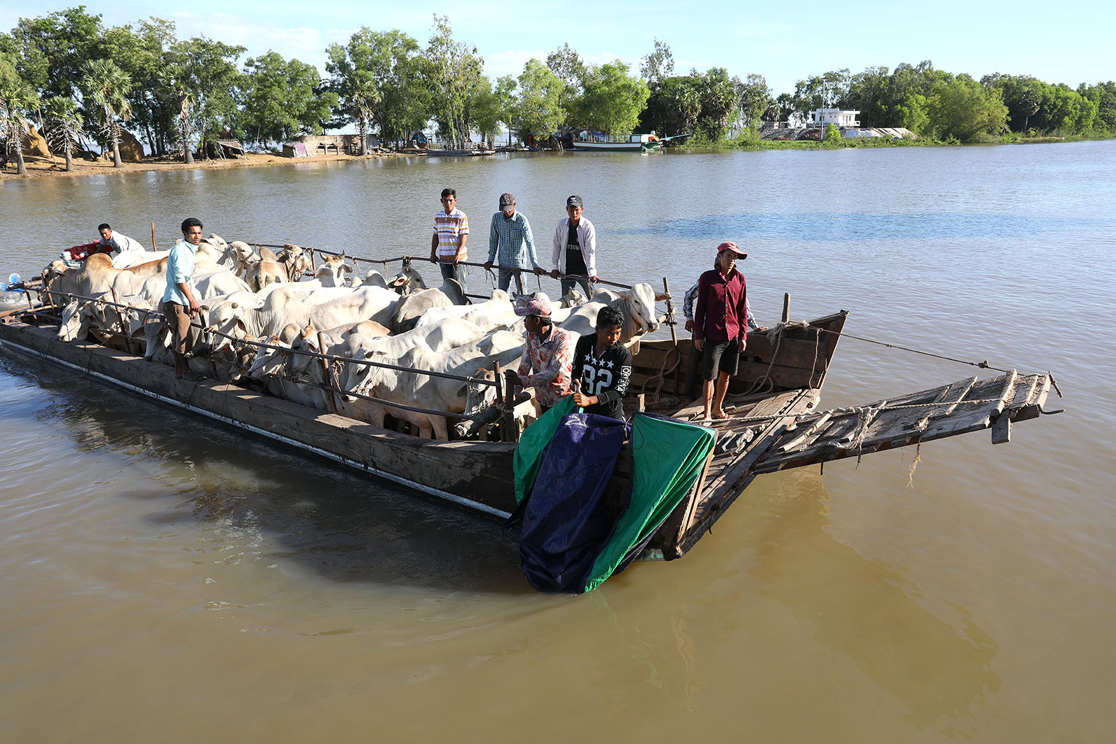 Cows are carried on a raft from Cambodia to Vietnam’s An Giang Province