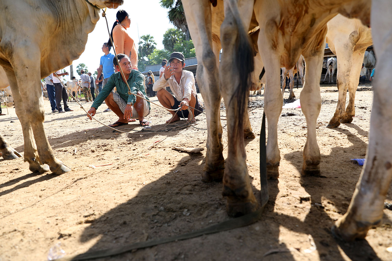 Some local residents of Tinh Bien District, An Giang, also sell their cows at the market