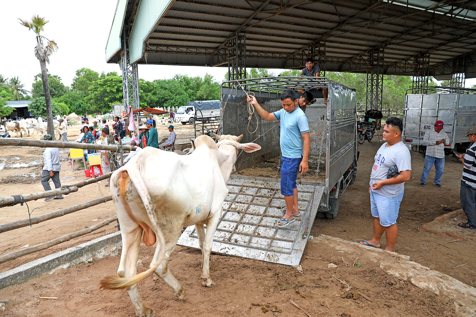 Vietnamese buyers lead a cow onto their truck
