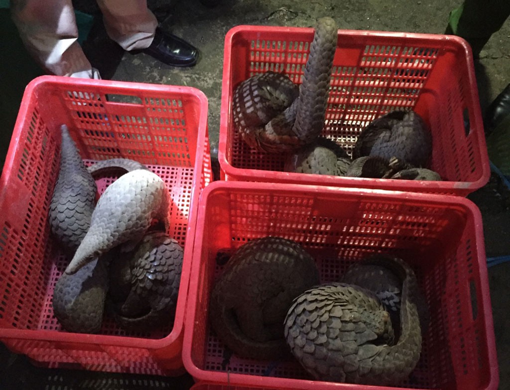 ​Facility caught illegally raising rare animals in southern Vietnam