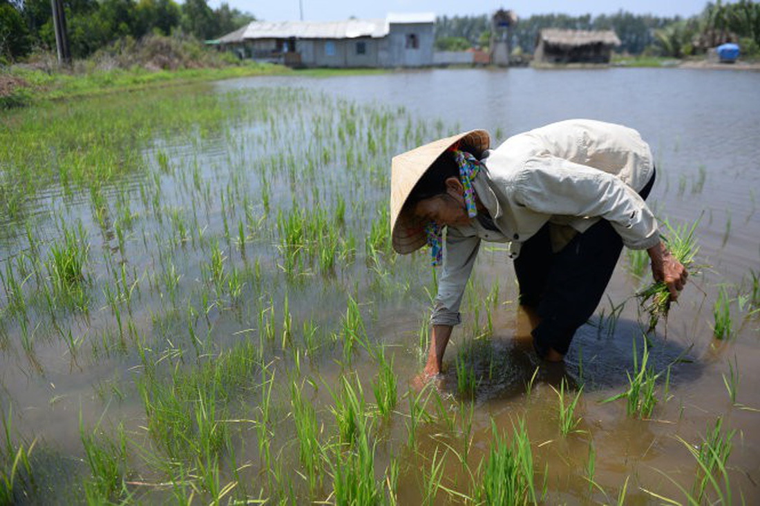 Vietnam’s Mekong Delta residents internally migrate due to climate change: researches