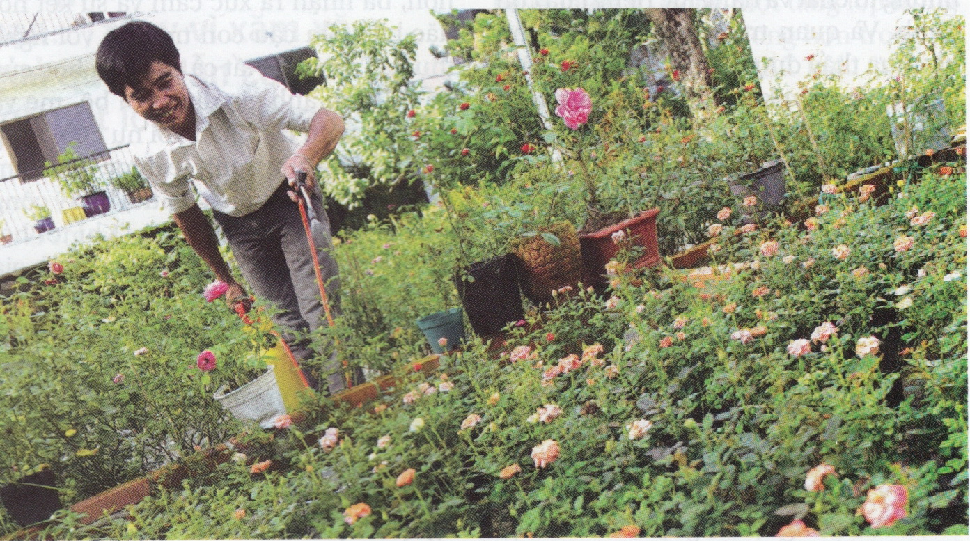 Exotic roses enchant growers in Ho Chi Minh City
