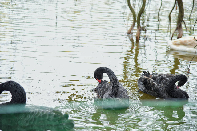 ​Swans adorn Hoan Kiem Lake in Hanoi