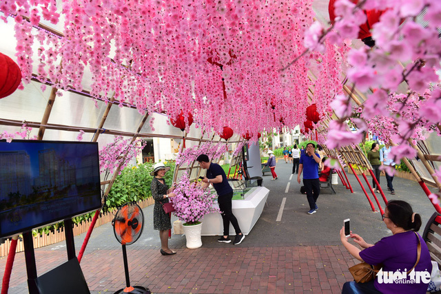 A beautiful display of peach blossom in Phu My Hung. Photo: Tuoi Tre