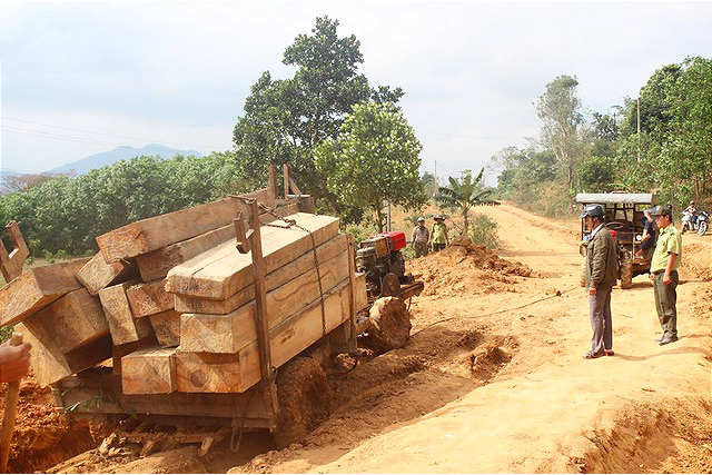 ​Police probe large-scale illegal logging operation in Vietnam’s Central Highlands