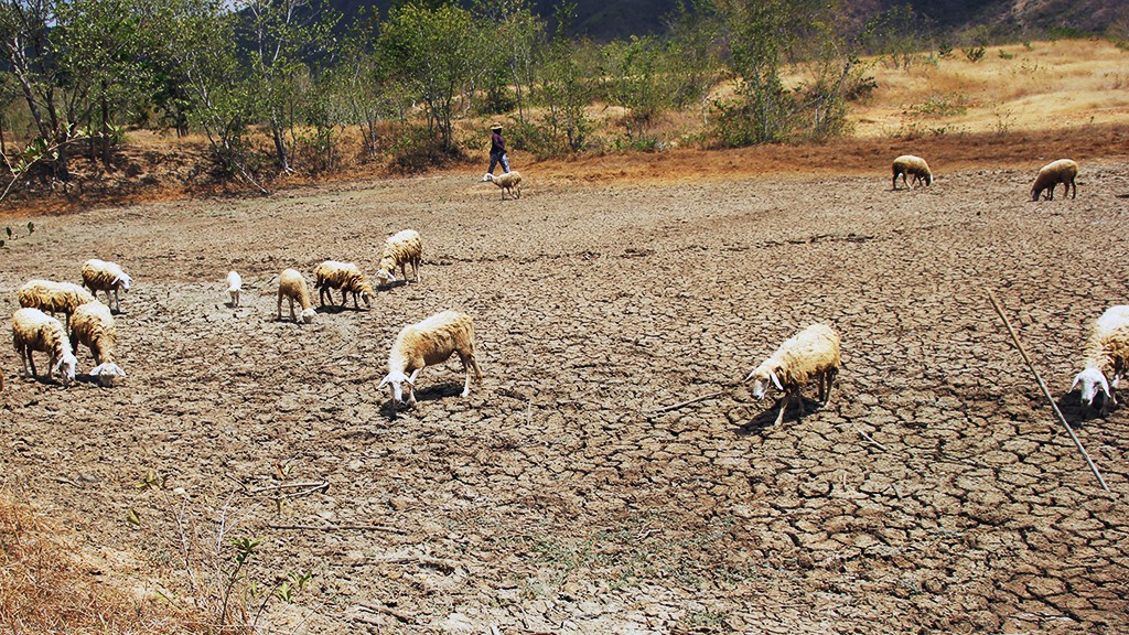 A herd of sheep in Ninh Thuan Province