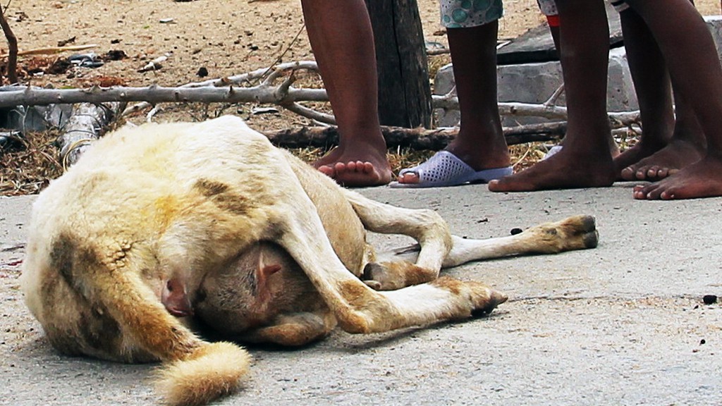 A pregnant sheep dies of the lack of water and food.