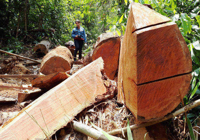 ​​Successive massive illegal logging cases found in same Vietnamese province