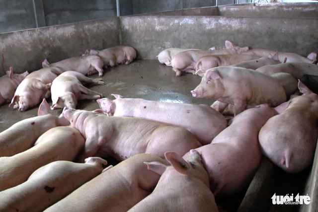 Facility caught injecting 1,260 pigs with water in southern Vietnam