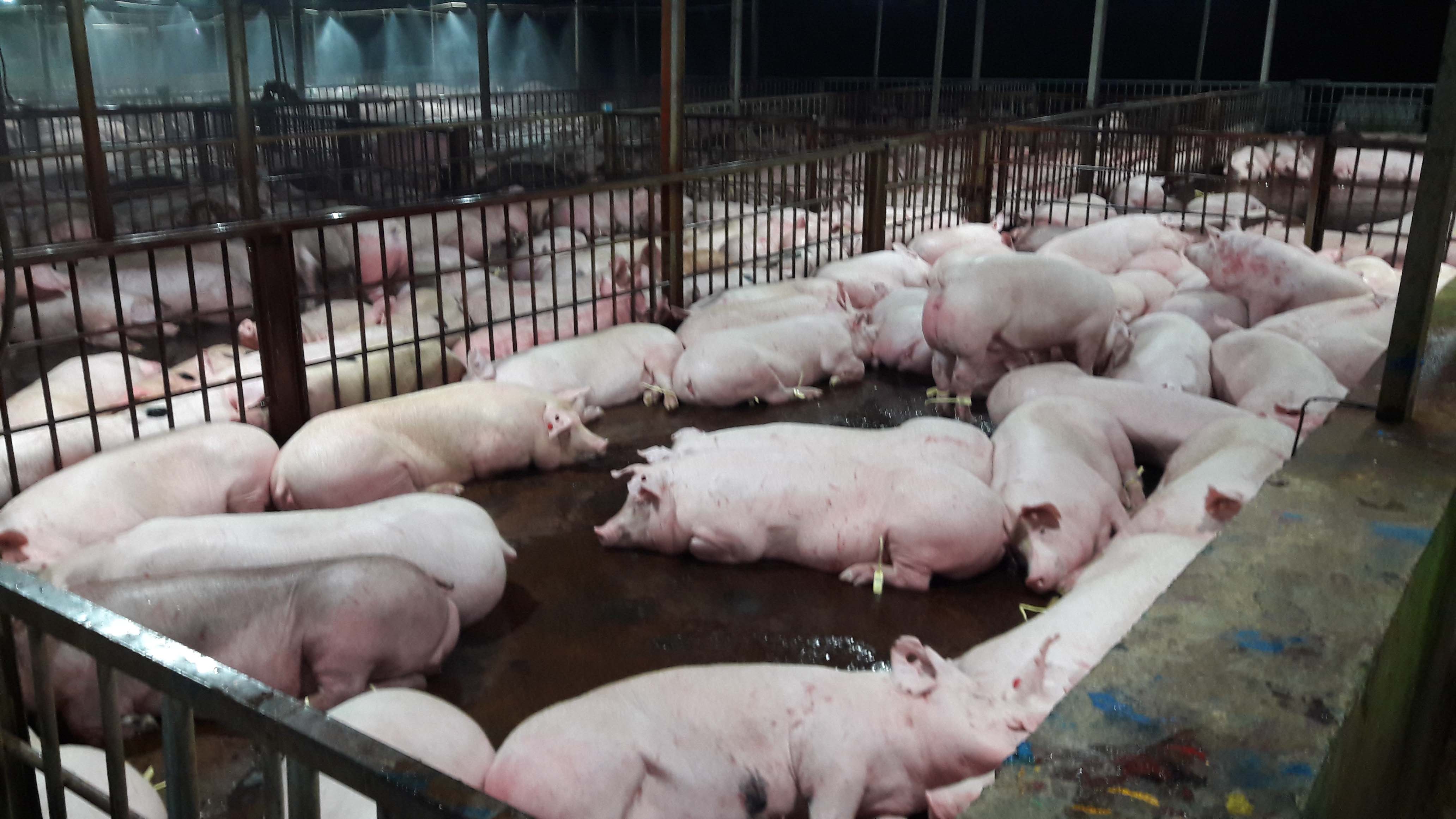 ​Vietnam refuses to ban the use of sedatives on pigs despite widespread abuse