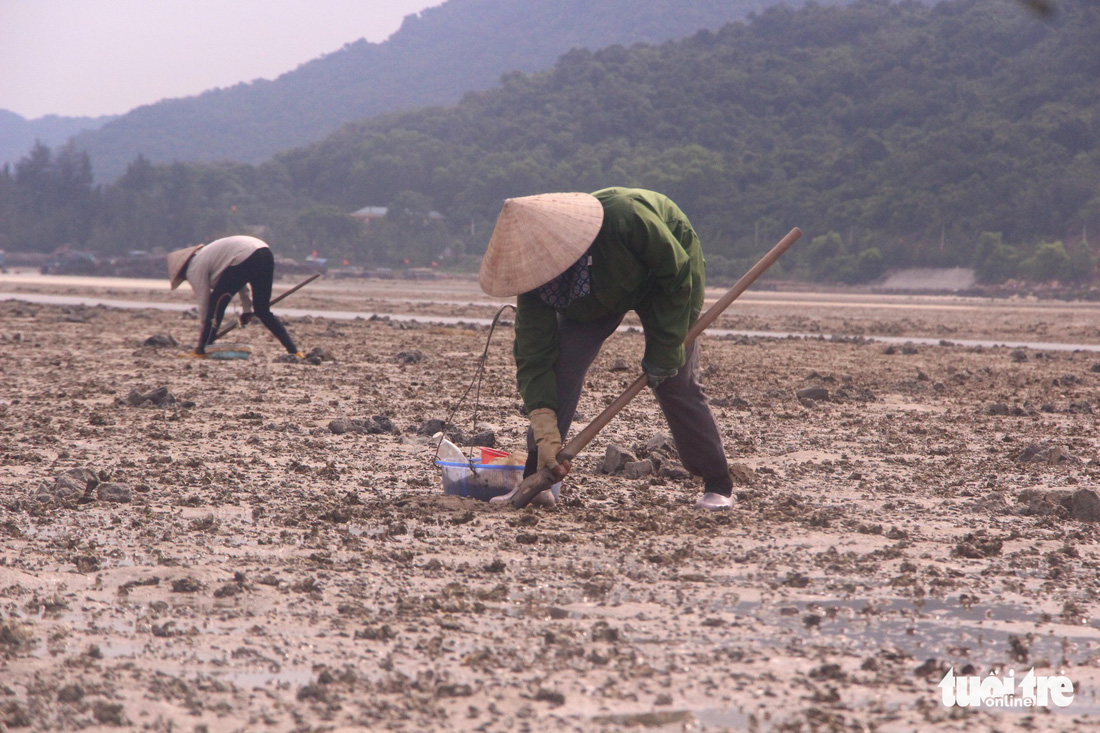 Bowing down, plowing in, digging up... This is a normal, day-to-day practice on Minh Chau Island.