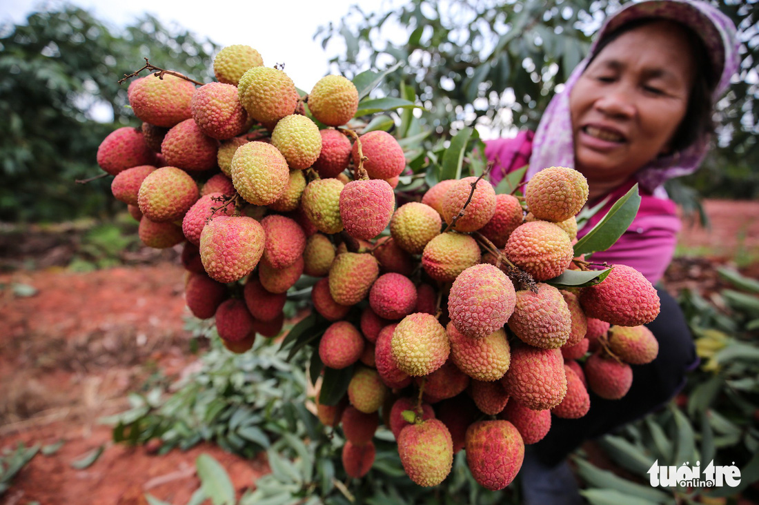 ​Vietnam Airlines offers fresh lychee to fliers
