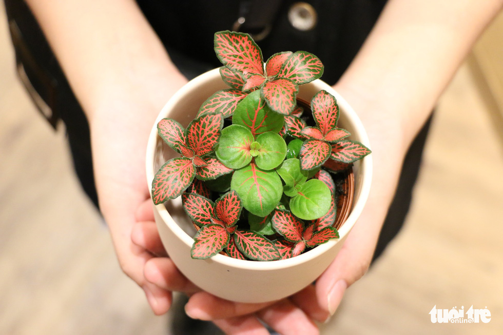 A pot of desk plant sold at The Craft House. Photo: Tuoi Tre