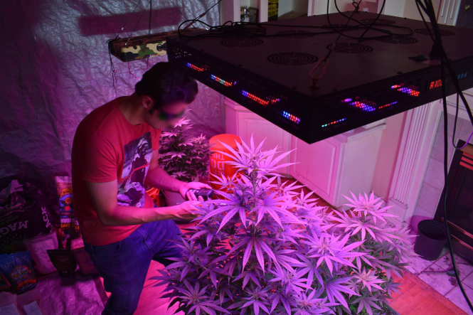 ​Indoor cannabis farming popular among pot smokers in Vietnam