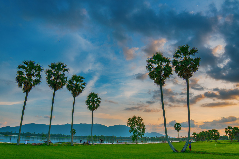‘Twin palms’ are seen in An Giang Province, southern Vietnam. Photo: Tuoi Tre