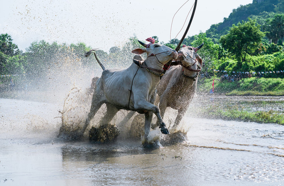 Two cows ‘kiss’ each other during a race in An Giang Province, southern Vietnam. Photo: Tuoi Tre