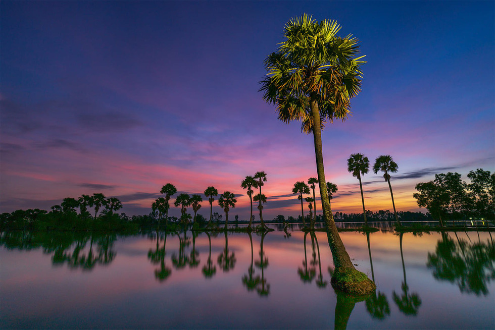 Palm trees in An Giang Province, southern Vietnam. Photo: Tuoi Tre