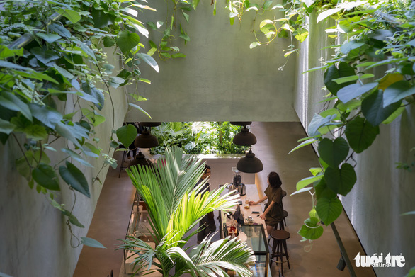 A green space with plants at Toong co-working space. Photo: Tuoi Tre