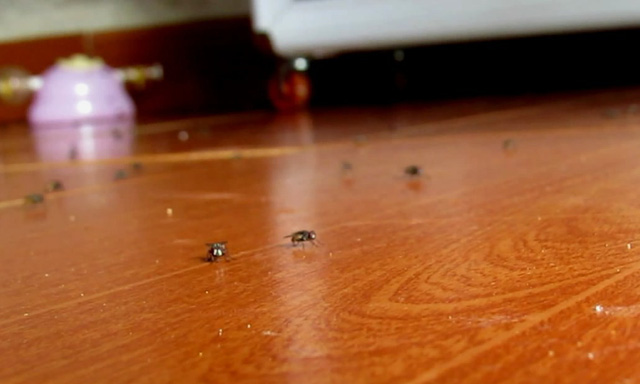 Flies are spotted on the floor of a house in Sen Bang village. Photo: Tuoi Tre