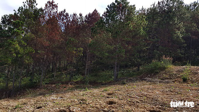 Fresh batch of 670 pine trees found poisoned in Vietnam’s Central Highlands