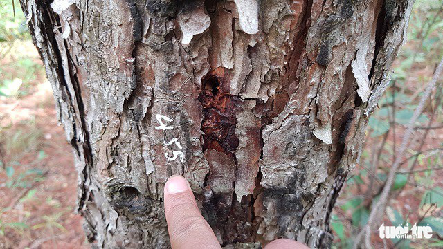 A small hole is drilled on the tree trunk to inject the poison. Photo: Tuoi Tre