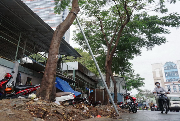 Trees grown on both sides of Khanh Hoi street in District 4 suffer from ‘wounds’ after the roadwork. Photo: Tuoi Tre