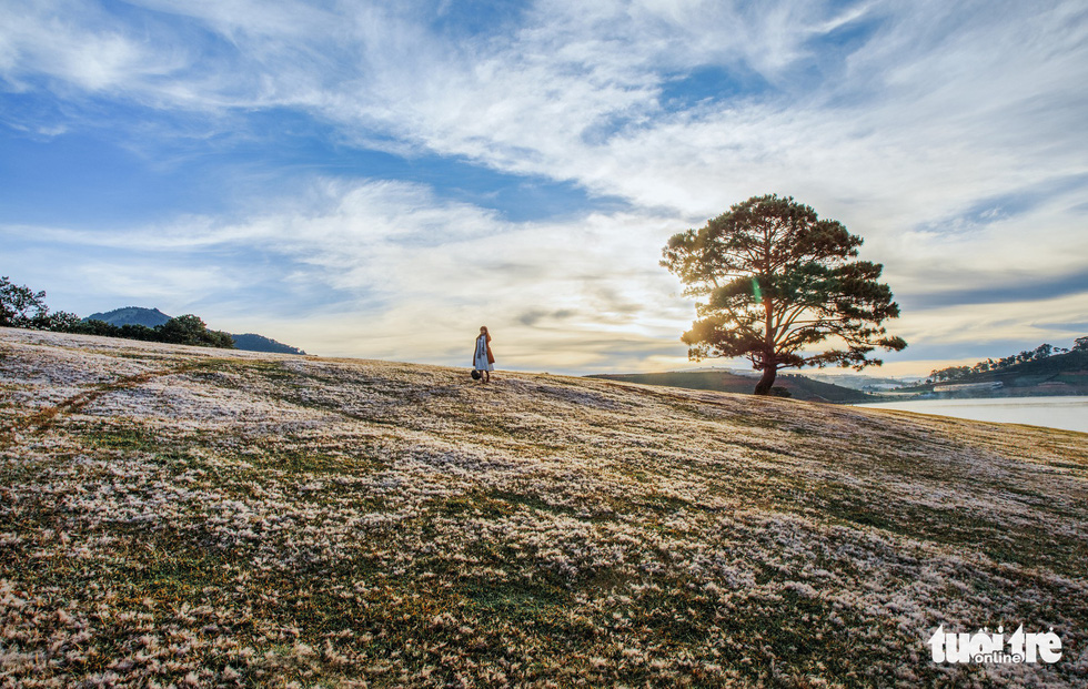 In the early morning, frost settles on the originally pink grassland turning it into snow white blanket covering the area. Photo: Dinh Van Bien