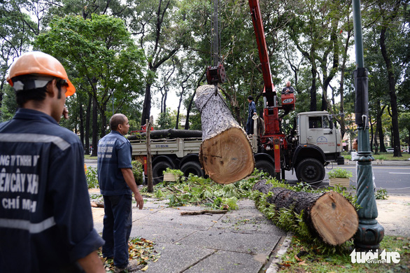 Competent authorities deal with an uprooted tree in District 1. Photo: Tuoi Tre