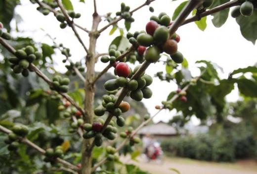 Vietnam Jan-Nov coffee exports seen up 23 pct y/y; rice to rise 4.8 pct y/y