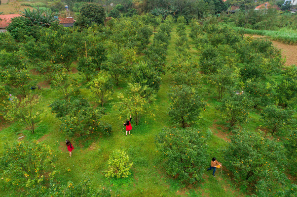 An aerial view of a mandarin orchard in Lang Son Province, northern Vietnam. Photo: Tran Doan Huy