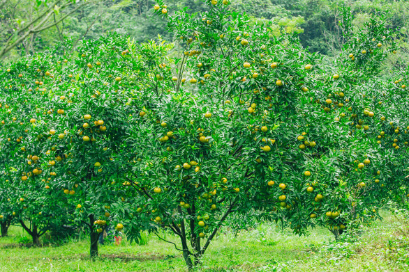 Mandarin trees at an orchard in Lang Son Province, northern Vietnam. Photo: Tran Doan Huy