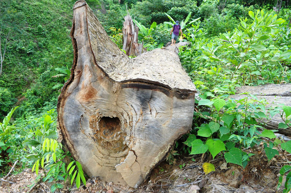A logged tree in Quang Nam Province, central Vietnam. Photo: Tuoi Tre