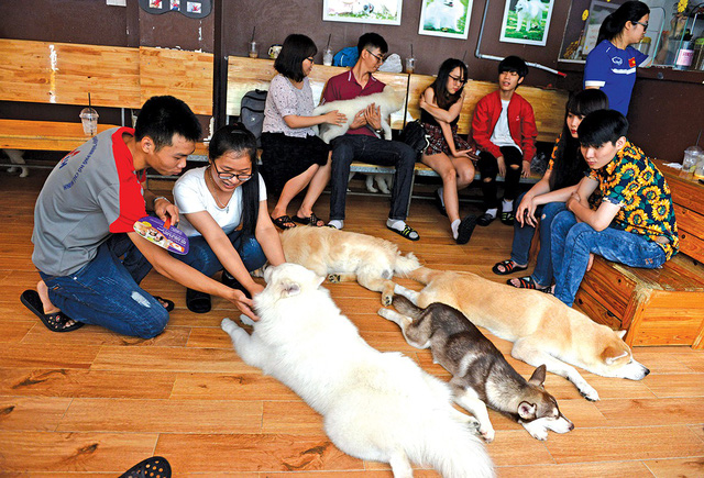 People watch and play with cats at a cat-themed coffee shop on Nguyen Trong Tuyen Street, Phu Nhuan District, Ho Chi Minh City. Photo: Tuoi Tre