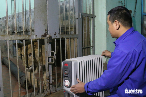 A zookeeper adjusts the temperature on a heater outside the lion enclosure at Thu Le Zoo in Hanoi. Photo: Tuoi Tre