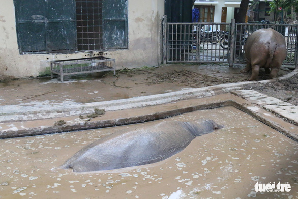 Hippos swim in muddy water at Thu Le Zoo in Hanoi. Photo: Tuoi Tre