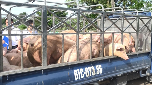 Pigs found with traces of salbutamol on a truck in Binh Duong Province, southern Vietnam, January 2019. Photo: Tuoi Tre