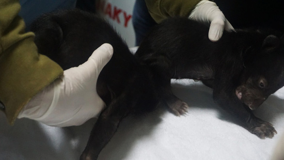 The two moon bears cubs found in the Vietnamese province of Hai Phong on January 9, 2019 Photo: Education for Nature – Vietnam.