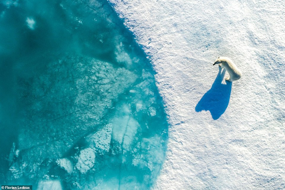 An Arctic white bear stands on an iceberg at the island of Northern Greenland. Photo: Dronestagram / Florian Ledoux