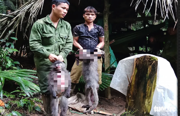 Poachers nabbed for killing rare gray langurs at Vietnam national park
