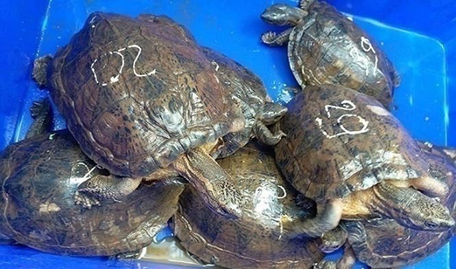 Vietnamese woman fined over $12,400 for trading endangered turtles