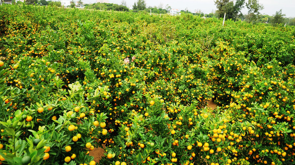 A kumquat farm in Hoi An City, central Vietnam, January 2019. Photo: Le Trung