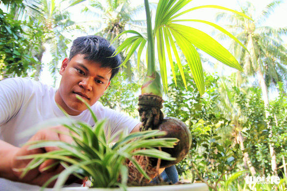 Nguyen Minh Chi takes care of a decorative coconut shoot at his house in Ben Tre Province, southwestern Vietnam. Photo: Mau Truong / Tuoi Tre