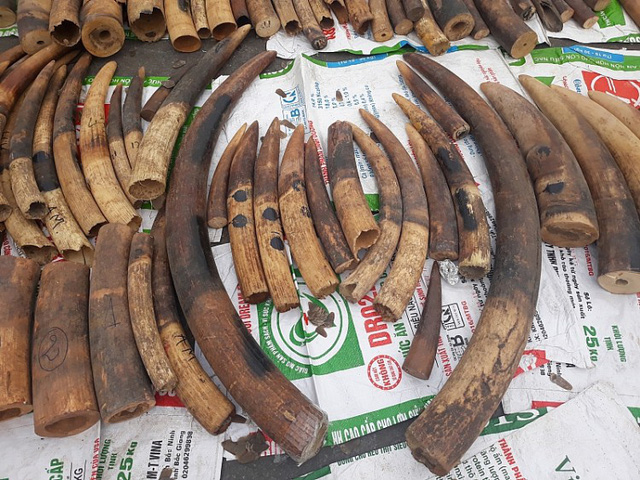 Elephant tusks and pangolin scales seized by customs officers in Hai Phong City, Vietnam. Photo: Thai Binh / Tuoi Tre