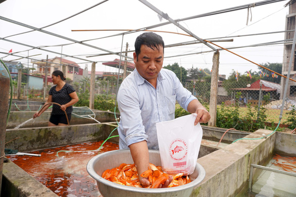Local residents harvest red carp in Thuy Tram Village. Photo: Chi Tue / Tuoi Tre