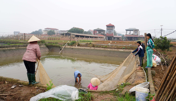 Local residents harvest red carp in Thuy Tram Village. Photo: Chi Tue / Tuoi Tre
