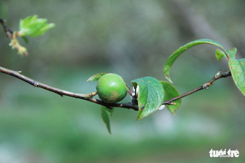 A plum is growing on a branch. Photo: Tuoi Tre