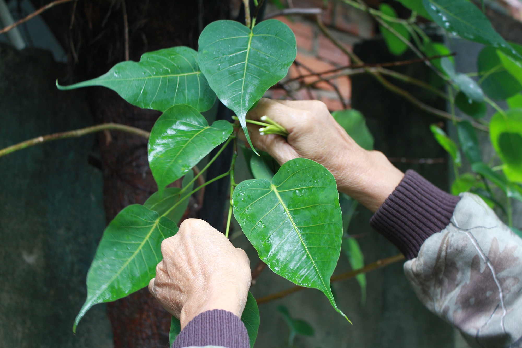 Le Nguyen Vy collects Bodhi leaves. Photo: Doan Nhan / Tuoi Tre