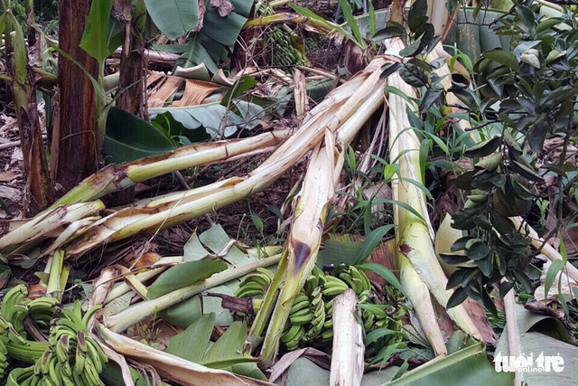 Wild elephants in Dong Nai province are known to destroy local crops, like these banana trees from a local farm. Photo: N.V.C. / Tuoi Tre