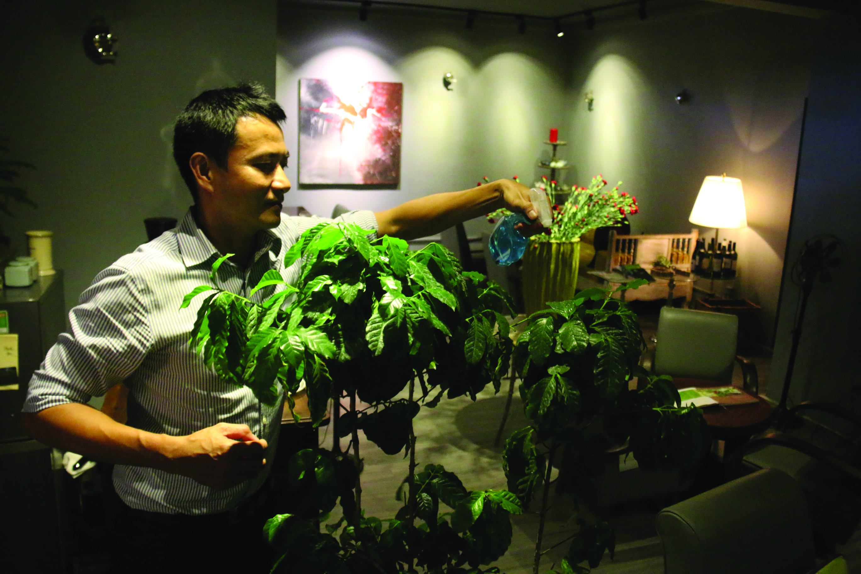 Quang Vinh takes care of the old Arabica coffee plant that he keeps in his coffee shop. Photo: Ngoc Hien / Tuoi Tre.