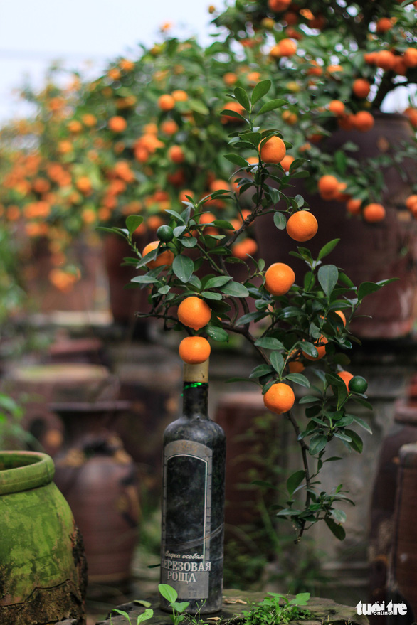 A five-year-old kumquat tree can remain small in size when grown inside a glass bottle. Photo: Nguyen Hien / Tuoi Tre